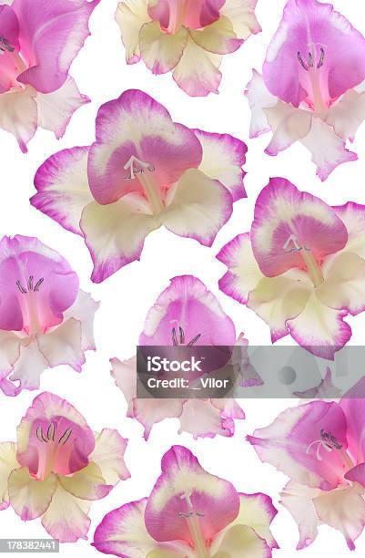 Gladiole Stockfoto und mehr Bilder von Abstrakt - Abstrakt, Blume, Blumenmuster