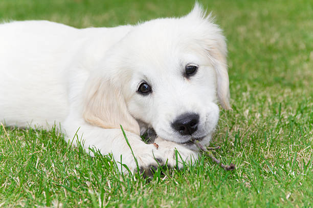istock Golden Retriever puppy 178382530