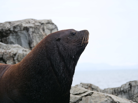 Closeup of side view of large sea lion with ocean and rocks off in the distance.