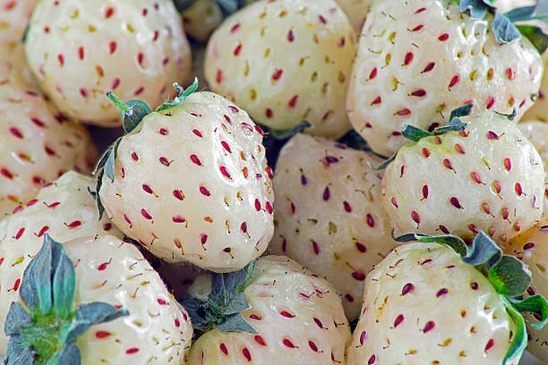 Pineberries close-up "A close-up of pineberries, also called pineapple strawberries or white strawberries. The pineberry is a strawberry cultivar. Originating from a South American species, it faced extinction risk until 2003. It is mostly marketed in Europe but with limited commercial success. Its name derives from the pineapple fragrance." genetically modified food stock pictures, royalty-free photos & images