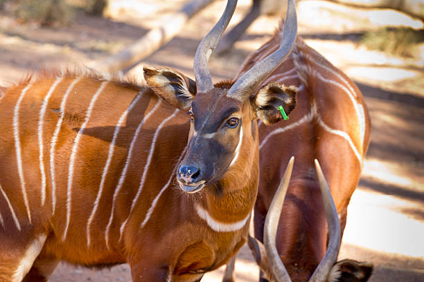 Bongo "Bongo, a brown antelope with white stripes and spiral horn" antelope bongo stock pictures, royalty-free photos & images