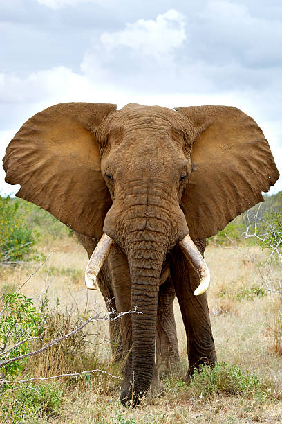 istock Close up of African Elephant 178382577