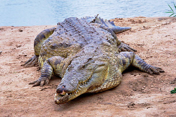 istock close up of African crocodile 178382585
