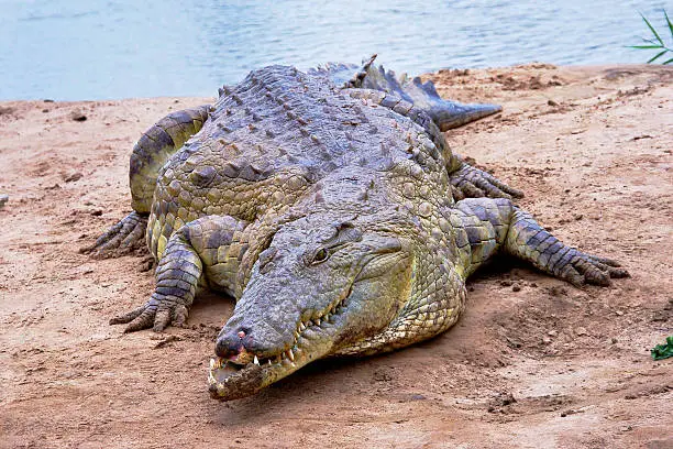 "close up of African crocodile, tsavo east, Kenya, Africa"