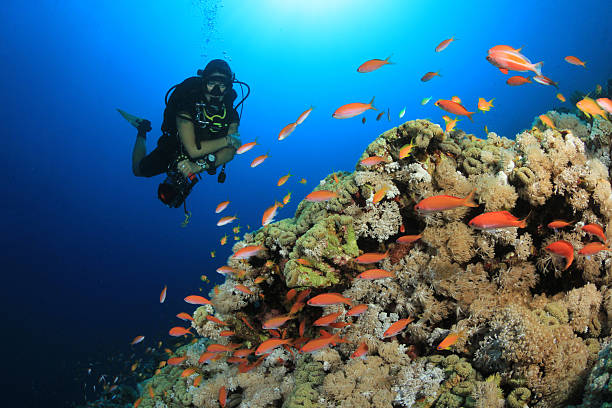 istock Scuba Diver explores a Coral Reef 178382663