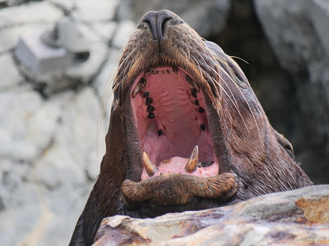 Close-up of large sea lion sleepily yawning with mouth open.