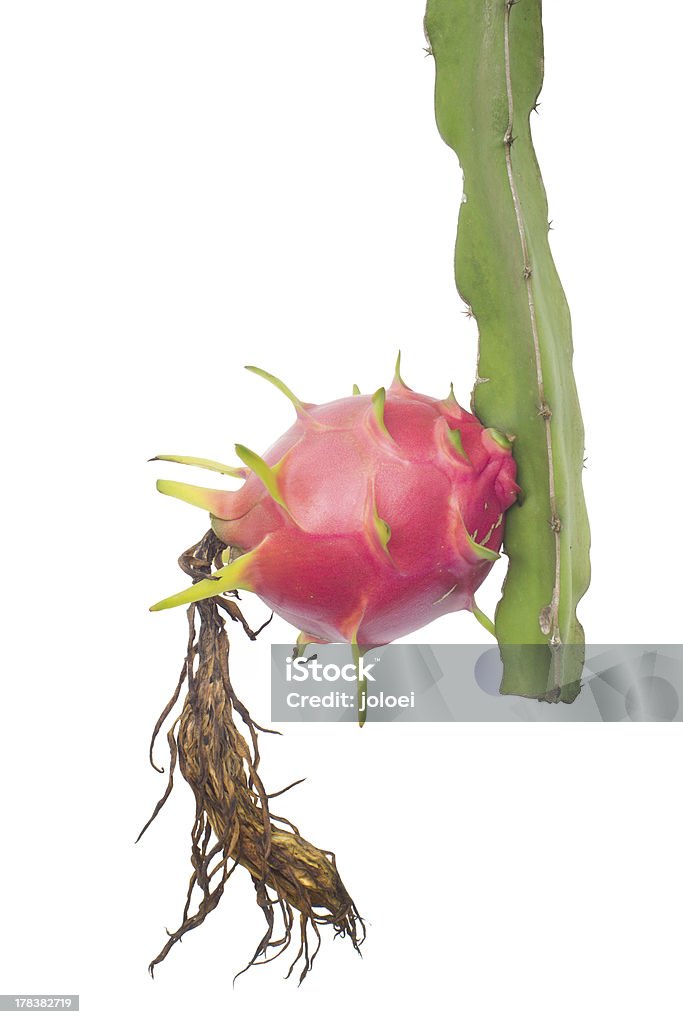 dragon fruit dragon fruit  hanging on a tree isolated on white background Agriculture Stock Photo