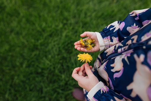 Directly above shot of an unrecognisable girl holding dandelion flowers in her hands. She is in a public park in the North East of England.