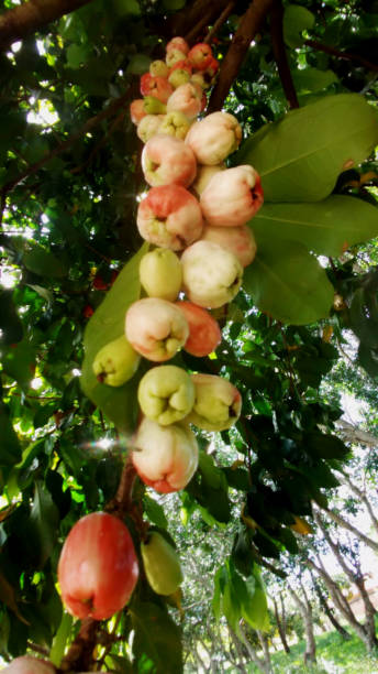 Jambos (Syzygium jambos) Fruits of Syzygium jambos or pink jambo, or jambo, or pink apple on a tree. It is the fruit of a species of Jambeiro. It belongs to the genus Syzygium and the Myrtaceae family. Native to India. It is a fruit rich in vitamins with low calories. syzygium jambos stock pictures, royalty-free photos & images
