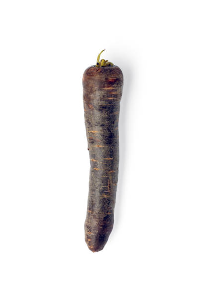 istock A Purple Carrot Ready to Be Eaten 1783827836