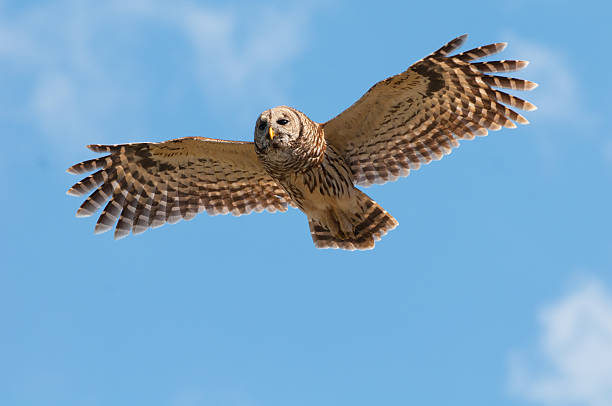 Photo of Barred Owl in flight