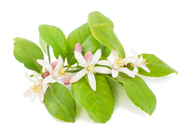 istock Branch of a lemon tree with flowers 178382838