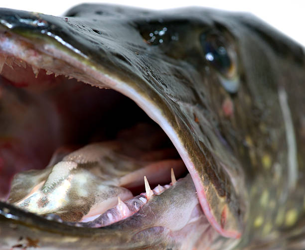 istock Mouth of pike 178382866