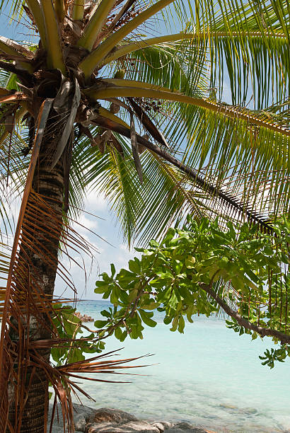 Nature landscape sea coast palm Male Maldive islands