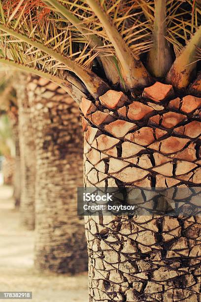 Photo libre de droit de Gros Plan De Fond Des Palmiers banque d'images et plus d'images libres de droit de Arbre - Arbre, Banane - Fruit exotique, Bananier