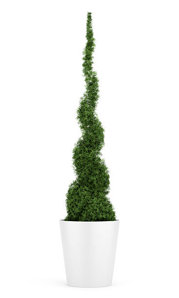istock thuja plant in pot isolated on white background 178383010