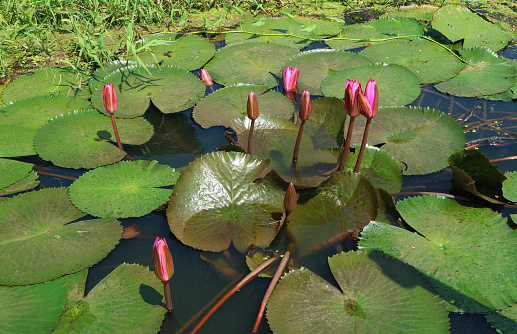 Bunch of Vibrant Pink Water Lilies in the Pond Closing in Late Afternoon