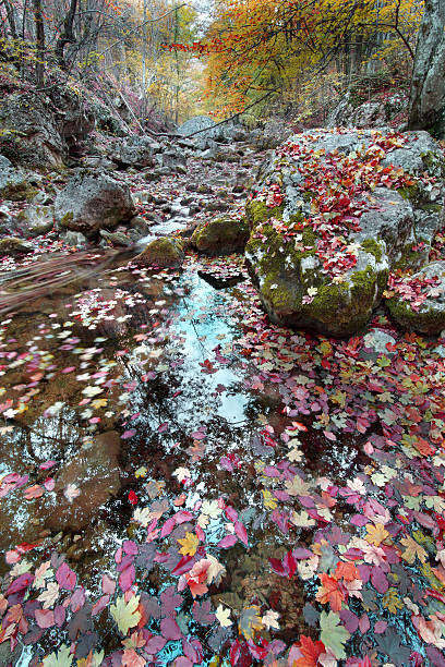 Fine autumn in the wood with mountain river stock photo