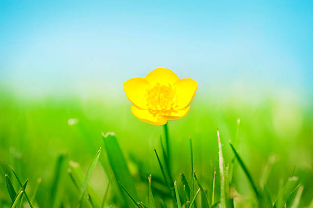 Pretty Buttercup stock photo