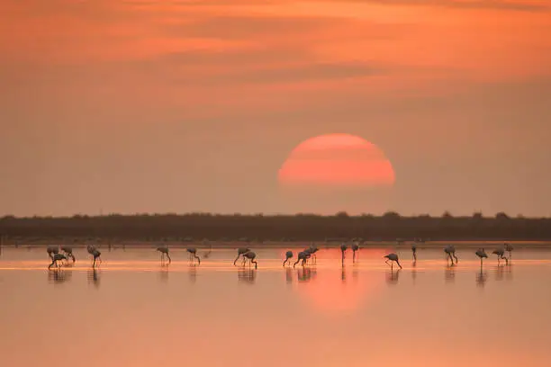 Photo of Flamingos Eating At The Beautiful Sunrise