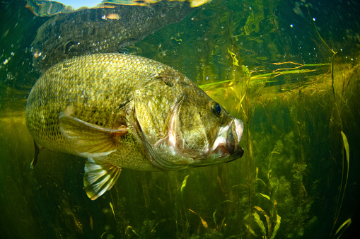 A large mouth bass swimming in a lake.