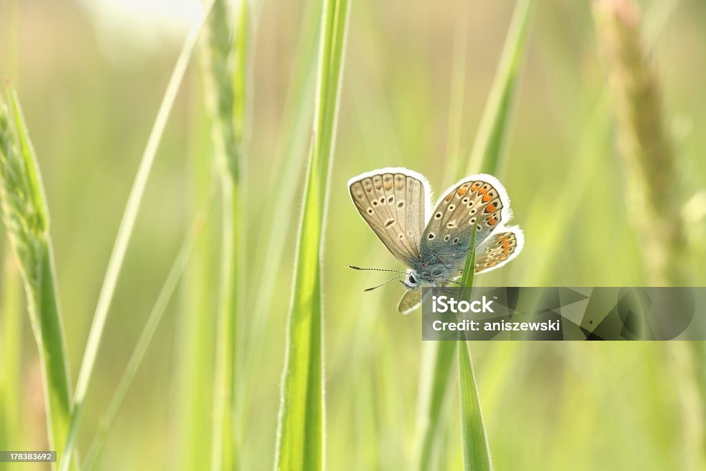 Nahaufnahme von einem Schmetterling - Lizenzfrei Beleuchtet Stock-Foto