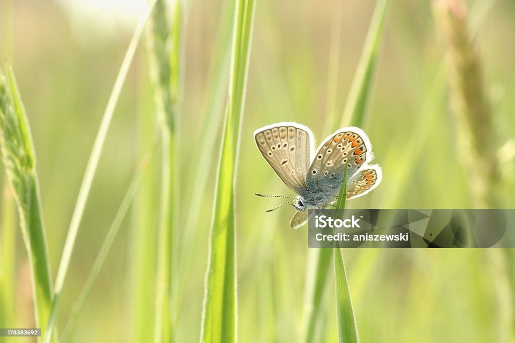 Detalhe de uma borboleta - Foto de stock de Animal royalty-free