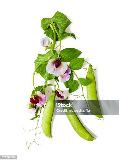 Ervilhas De - Fotografias de stock e mais imagens de Ervilha-de-cheiro - Ervilha-de-cheiro, Isolado, Alimentação Saudável