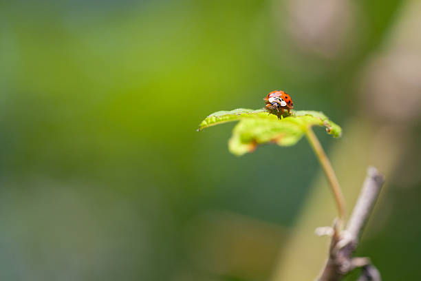 coccinella - foto stock