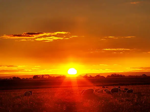 Sheeps on sunset