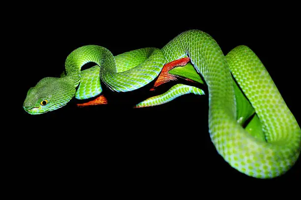 Photo of snake (green pit viper)