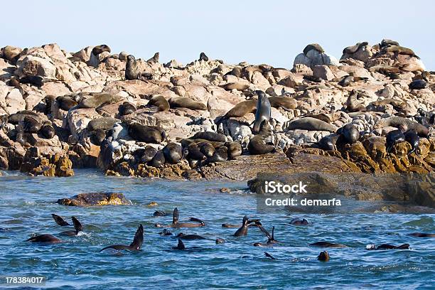 Photo libre de droit de Phoques banque d'images et plus d'images libres de droit de Afrique - Afrique, Colonie d'animaux, Eau