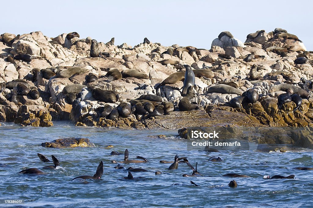 As focas - Foto de stock de Animal royalty-free