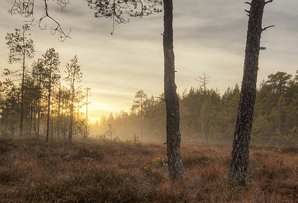 istock Misty morning over a marsh, pine trees in the foreground 178384454