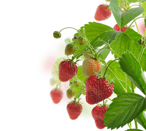 strawberry - strawberry vine zdjęcia i obrazy z banku zdjęć