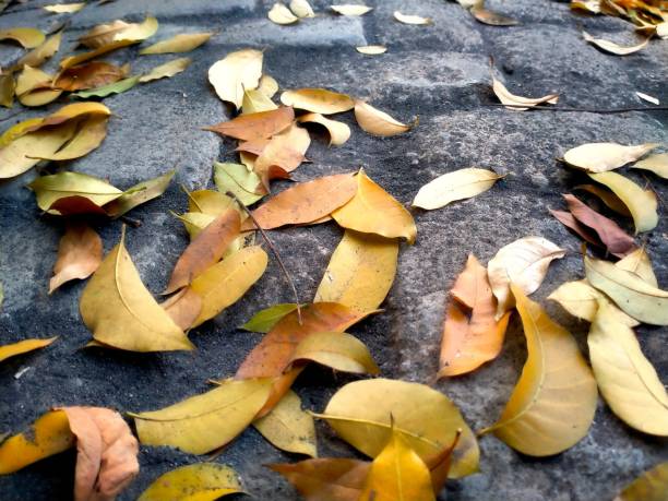istock Dried leaves on the asphalt road 1783848690