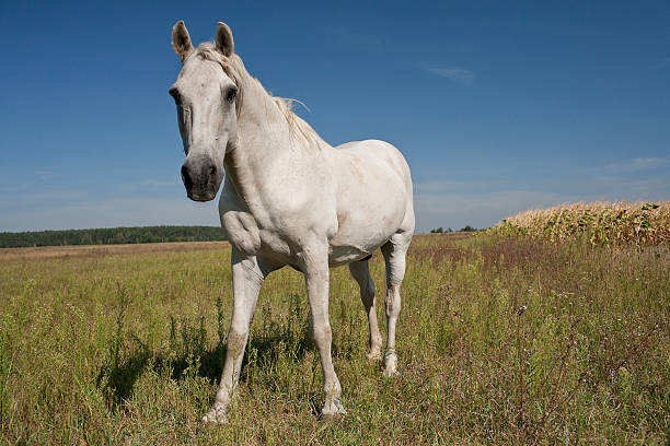 istock Horse outdoor 178385052