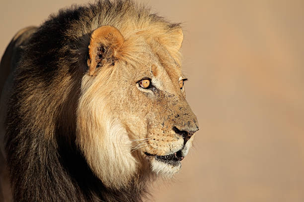 istock African lion portrait 178385085