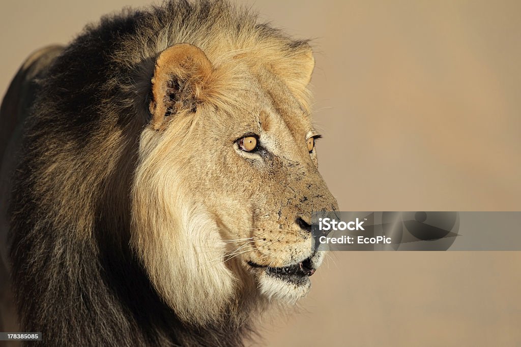 African lion portrait "Portrait of a big male African lion (Panthera leo), South AfricaClick here for more AFRICAN LION images" Lion - Feline Stock Photo