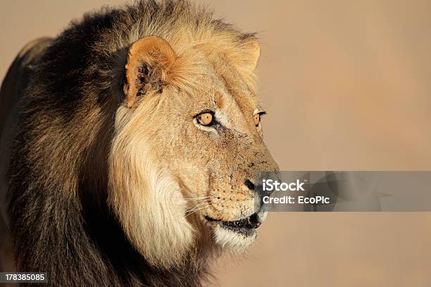 African Lion Portrait Stock Photo - Download Image Now - Lion - Feline, Africa, Animal