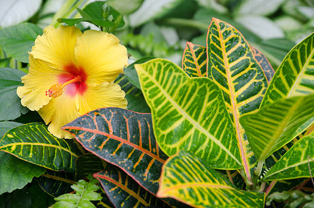 hibiscus amarillo - rule of third fotografías e imágenes de stock