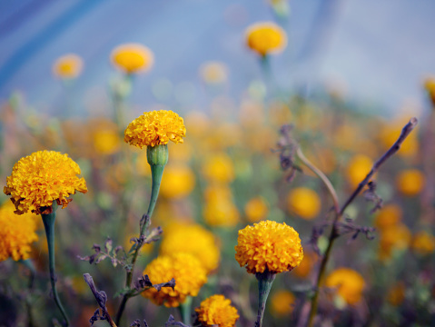 Beautiful orange marigold flowers in the field, Booming yellow marigold flower garden plantation in morning,close-up