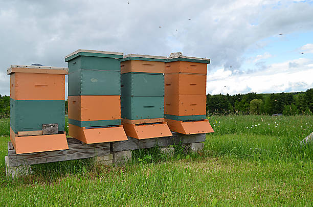 istock Four beehives sitting in a field 178385188