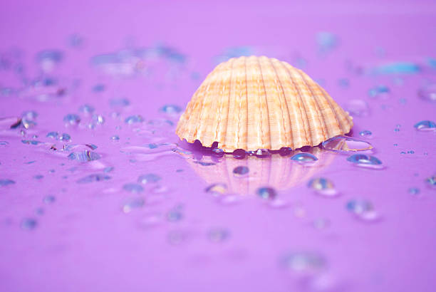 Wet shell stock photo