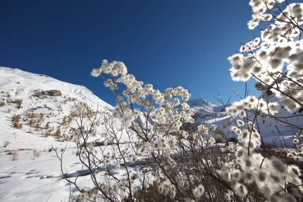 Photo taken at 1950m altitude, early November heading south near the path leading to Lake Lauzanier
