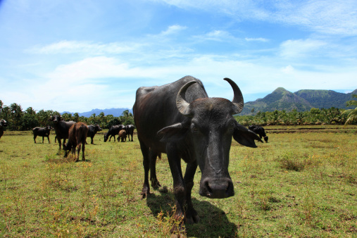 Buffalo grazing with its herd on a green meadow