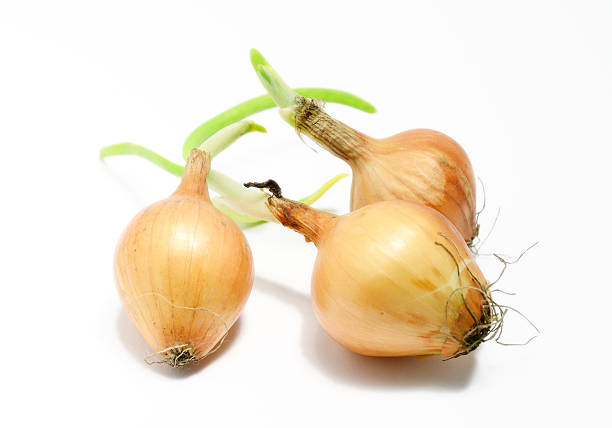 istock Bulb onion with growing leaves 178385684