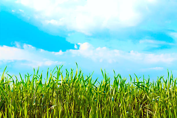 istock view of the sky through green grass 178385796