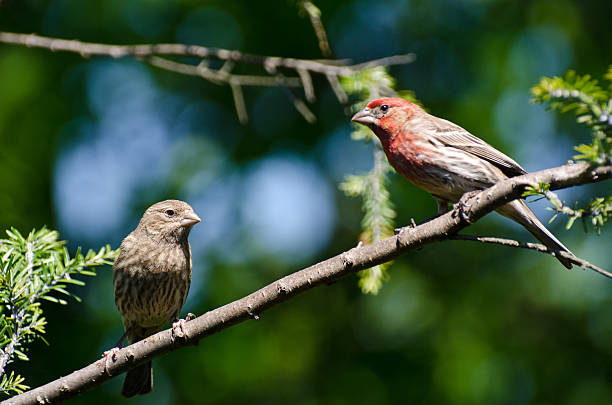 istock Pair of House Finch Perched in a Tree 178385817