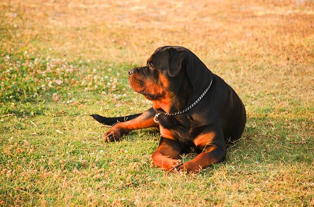 Cтоковое фото Rottweiler гостиная